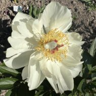 Amarillo Star (ex. Yellow Breeder Plant) - Pilt 5