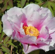 Ambrose Congreve - Pilt 2