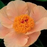 Apricot Whisper