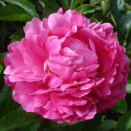 Attar of Roses - Pilt 3