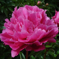 Attar of Roses - Pilt 4