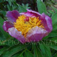 Paeonia officinalis ssp. Banatica - Pilt 2