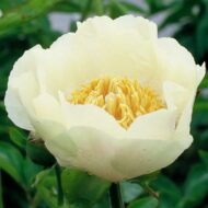 Camelia - Pilt 2