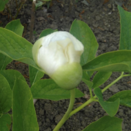 Paeonia caucasica f. Alba - Pilt 2