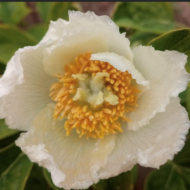 Paeonia caucasica f. Alba
