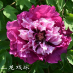 Er Long Xi Zhu
