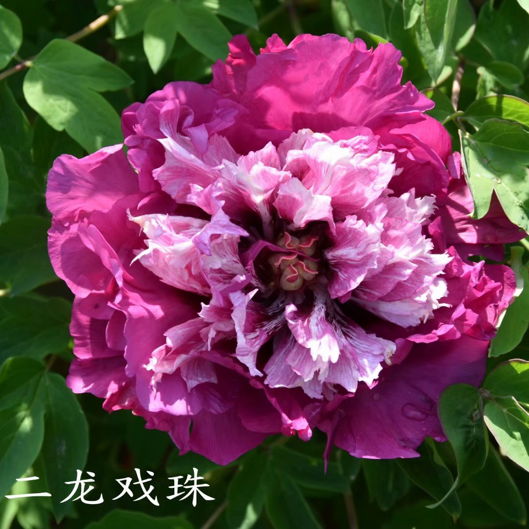 er-long-xi-zhu Er Long Xi Zhu - Pilt 1
