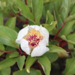 Paeonia flavescens