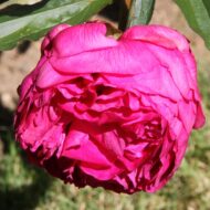 Grover Cleveland - Pilt 3