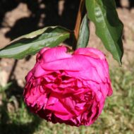 Grover Cleveland - Pilt 2