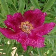 Paeonia humilis villosa - Pilt 2
