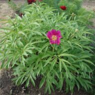 Paeonia humilis villosa - Pilt 3