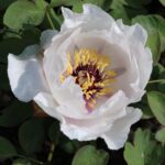 Paeonia jishanensis (valge)
