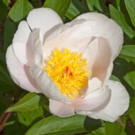 Paeonia lactiflora from Lazo 2