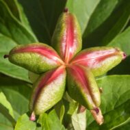 Paeonia lactiflora from Lazo 2 - Pilt 2