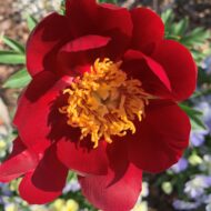 Mahogany - Pilt 3