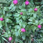 Paeonia mascula ssp. russoi