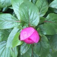 Paeonia mascula ssp. russoi - Pilt 2