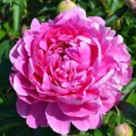 Myrtle Tischler
