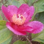Paeonia novakii