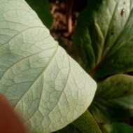 Paeonia novakii - Pilt 3