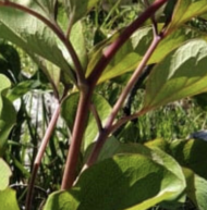 Paeonia novakii - Pilt 7