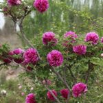 Paeonia rockii (punane seemik)