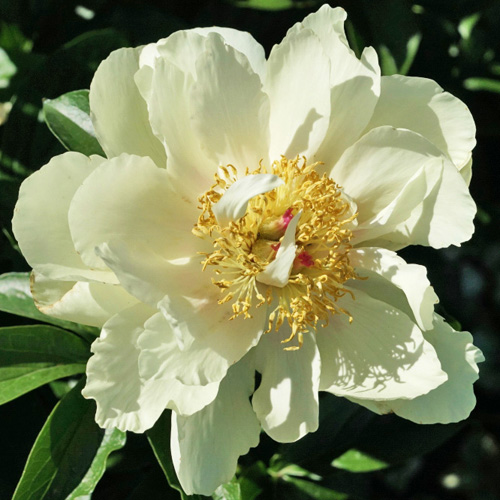 peony-heavenly-tower Heavenly Tower - Pilt 1