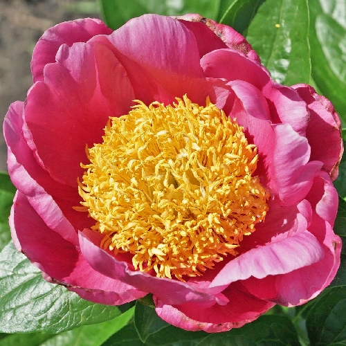 peony-joyful-morning Joyful Morning - Pilt 1