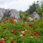 Paeonia vasilii