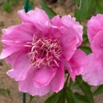Raspberry Rose