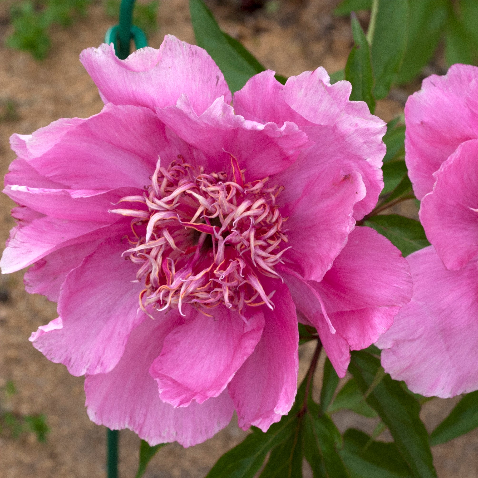 raspberry-Rose-2 Raspberry Rose - Pilt 1