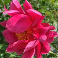 Paeonia x smouthii - Pilt 3