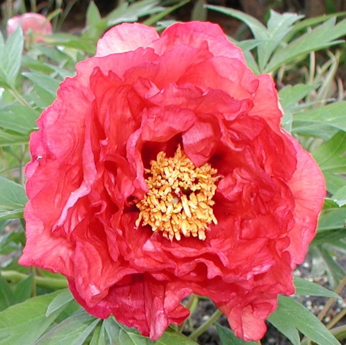 strawberrydelight-tetzlaff Strawberry Delight - Pilt 1