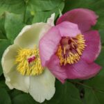 Paeonia teslae