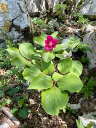 Paeonia novakii - Pilt 5