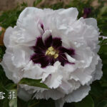 Zong Ban Xue Fei