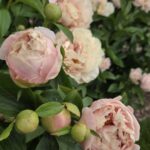 Joyful Beginning